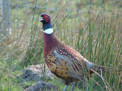 Baudins Accommodation - New Castle Holiday 6