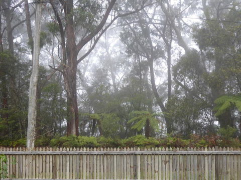 Buddha Cottage Springbrook - New Castle Holiday 6
