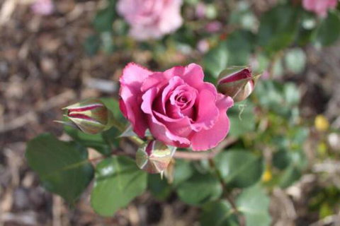 Alpine Aspects - New Castle Holiday 3