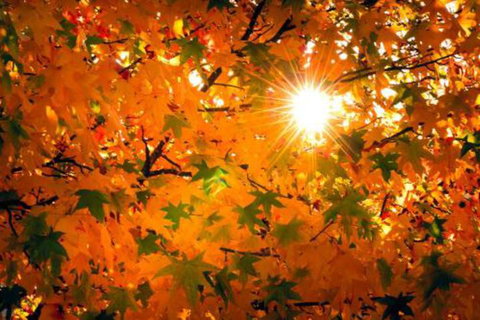 Alpine Aspects - New Castle Holiday 2