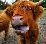 Nutcrackers Lodge - New Castle Holiday