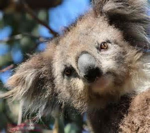 You Yangs Bed & Breakfast - New Castle Holiday 2