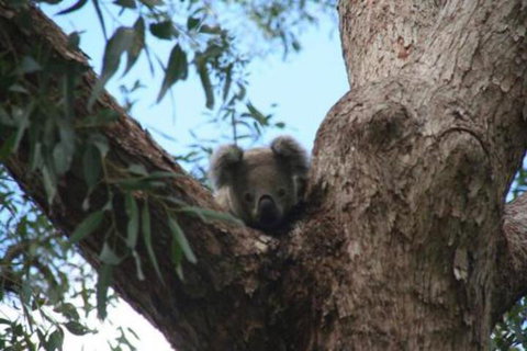 Lemon Tree Waterfront Apartments - New Castle Holiday 3