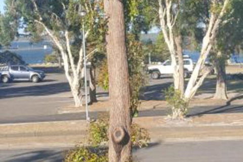 Lemon Tree Waterfront Apartments - New Castle Holiday 7