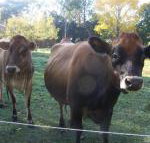 Drumreagh Bed  Breakfast Cabins - New Castle Holiday