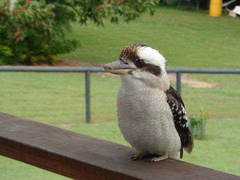 Eumundi Cottages Cottage 1 - New Castle Holiday 3