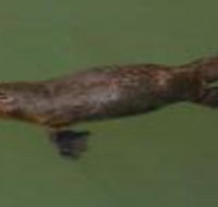 The Pond Cottage - New Castle Holiday