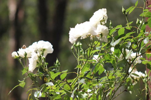 Avoca Park - New Castle Holiday 5