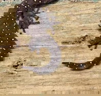 Beechs' Brook Rainforest Retreat - New Castle Holiday