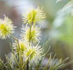 Bessou - New Castle Holiday