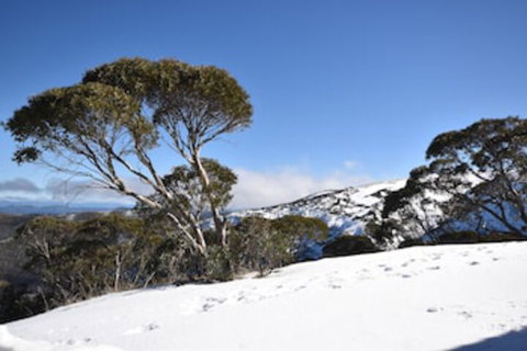 Alpine Heights 9 - New Castle Holiday 0