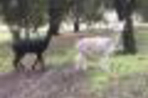 Willandra Tiny House - New Castle Holiday 4