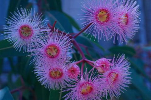 Brisbane Milton Bed & Breakfast - New Castle Holiday 4