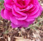 Birch Lane - New Castle Holiday