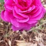 Birch Lane - New Castle Holiday 0