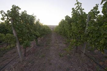 Barristers Block Vigneron Villa - New Castle Holiday 4