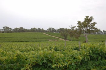 Barristers Block Vigneron Villa - New Castle Holiday 6