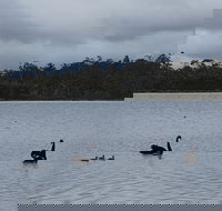 Lake Yalleena Nature Retreat - New Castle Holiday