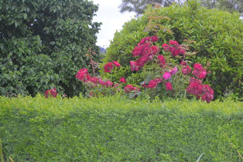 Mulberry Cottage B&B - New Castle Holiday 1