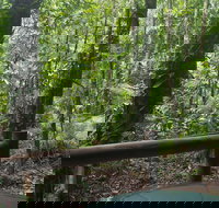 Daintree Crocodylus - New Castle Holiday