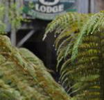 The Wombat Cottage - New Castle Holiday
