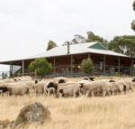 Gilgraves Vineyard Farmstay - New Castle Holiday