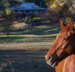 Historic Oak Hill House Estate Truffle Gourmet Festival Region - New Castle Holiday