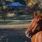 Historic Oak Hill House Estate Truffle Gourmet Festival Region - New Castle Holiday 0