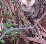 Stringybark Hills Retreat - New Castle Holiday