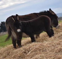 Malakai Farm Stay - New Castle Holiday