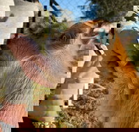 Quirindi Sunflower Motor Inn - New Castle Holiday