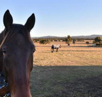 Clydesdale Cottage on Talga with real Clydesdale Horses - New Castle Holiday