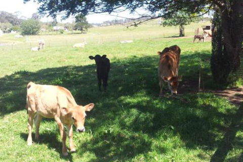 Appin Homestay B & B - New Castle Holiday 2