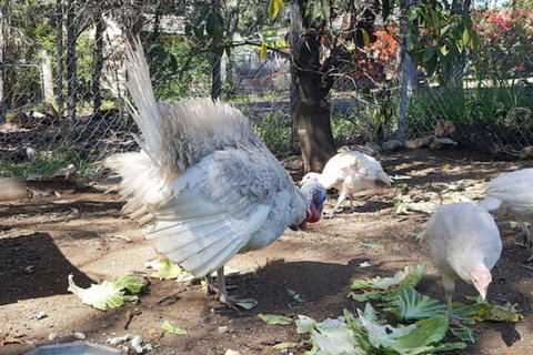 Gowrie Agapanthous - New Castle Holiday 1