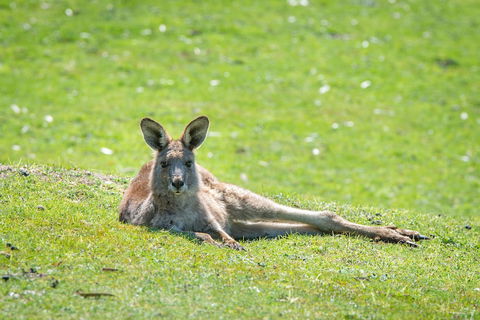 Halls Gap Motel - New Castle Holiday 5