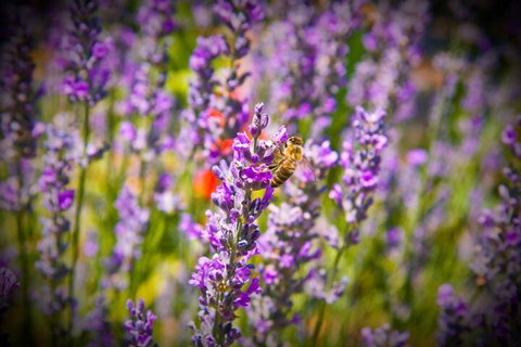 Brayfield Cottage - New Castle Holiday 6