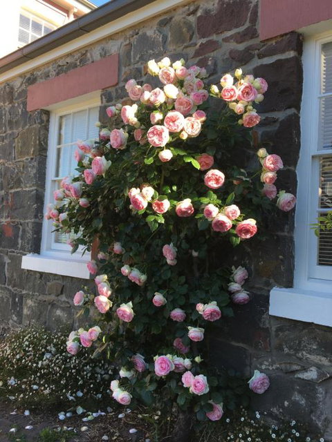 Georgia - New Castle Holiday 6