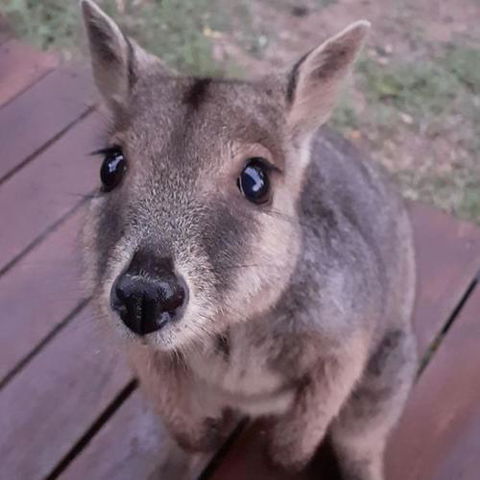 Camp Kanga - New Castle Holiday 6