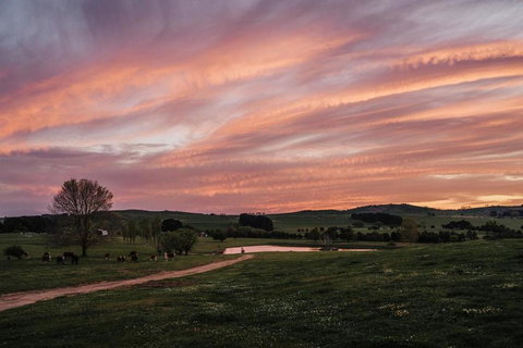 Bedervale Tiny - New Castle Holiday 1