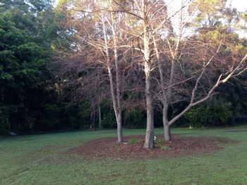 Boambee Retreat - New Castle Holiday 4