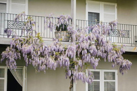 Lindenwarrah At Milawa - New Castle Holiday 4