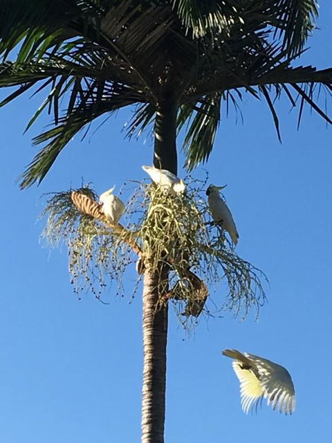Palms Trinity Beach - New Castle Holiday 6