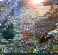 Bryn Glas Farm Stay - New Castle Holiday