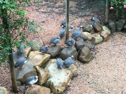 Licuala Lodge - New Castle Holiday 4