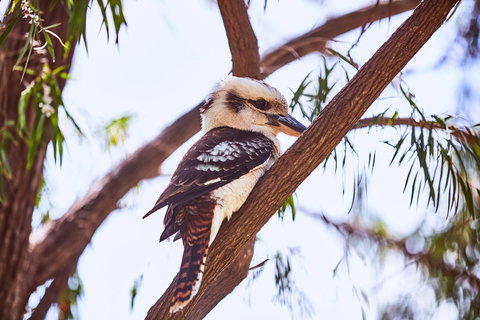 Lorne Foreshore Caravan Park - New Castle Holiday 3