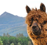 Maydena Mountain Cabins - New Castle Holiday