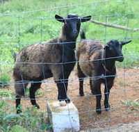 Alstonville Country Cottages - New Castle Holiday