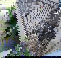 Swan Lake Guest House - New Castle Holiday