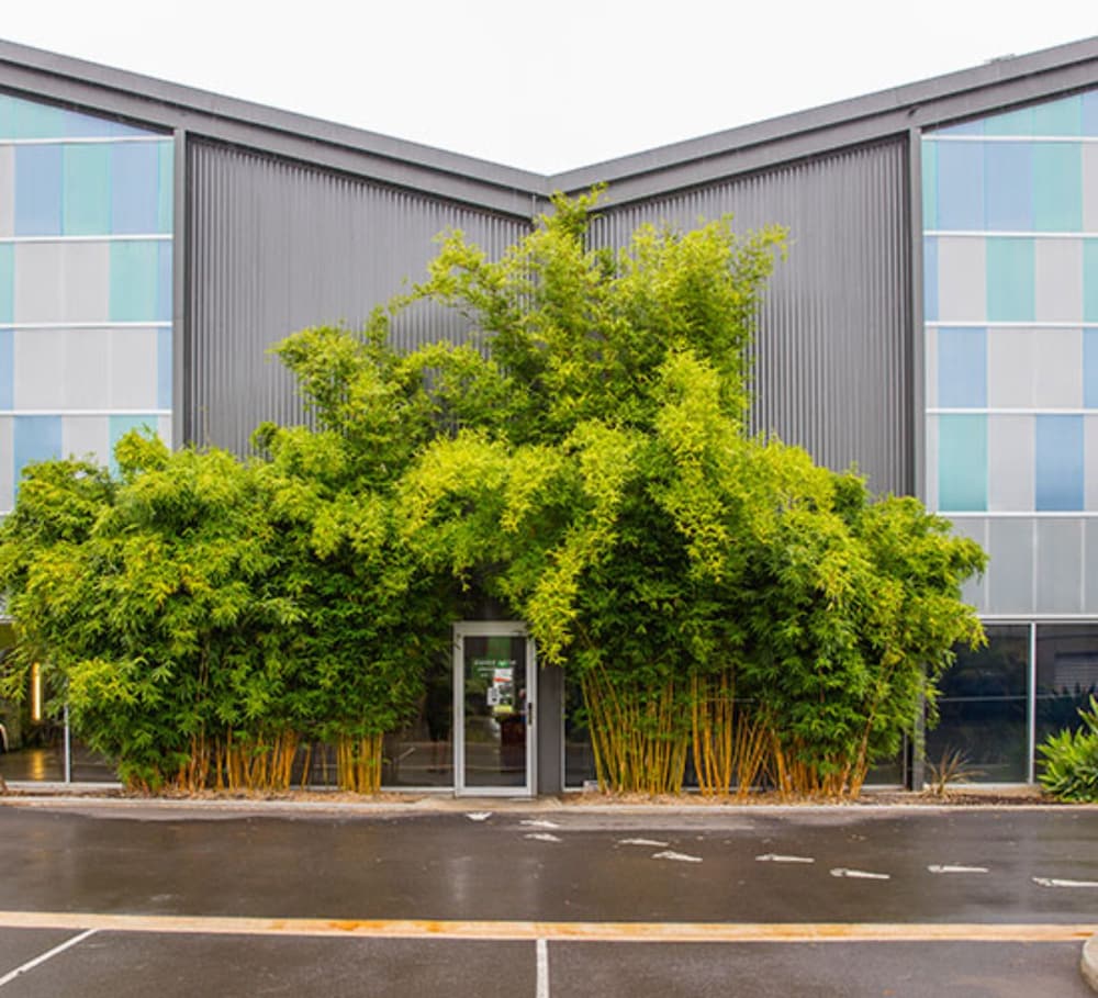 Pasadena SA New Castle Holiday