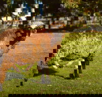 Enderslie House Bed  Breakfast - New Castle Holiday